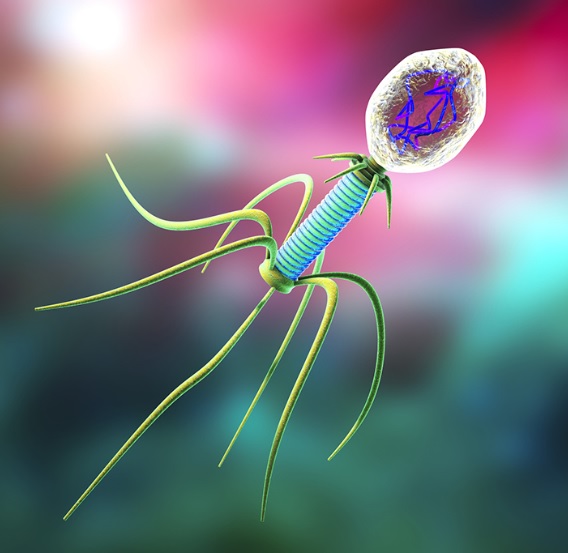 Phage illustration