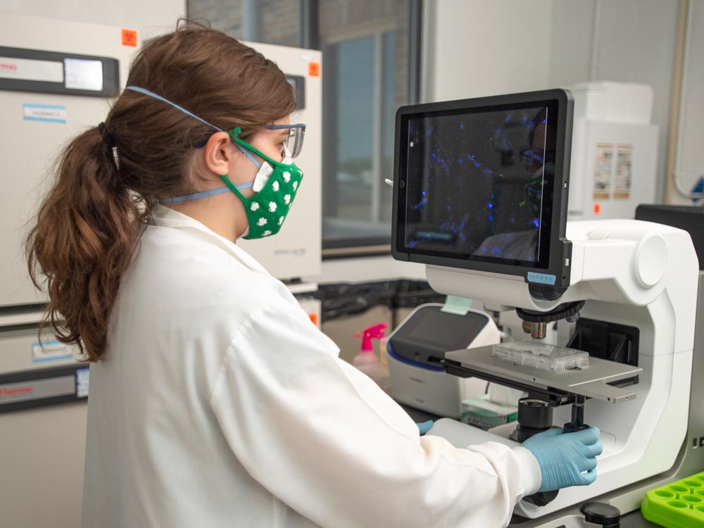 Bioengineering Ph.D. student Eva Hall inspects stem cells under the microscope.