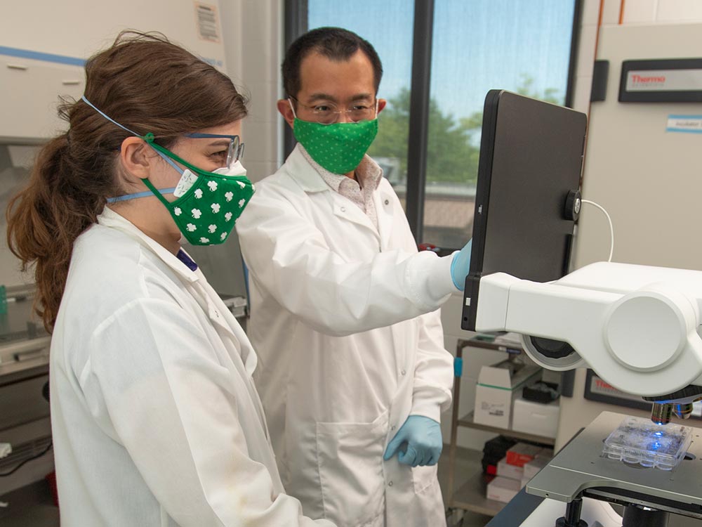 Hanjaya-Putra and bioengineering Ph.D. student Eva Hall inspect stem cells under the microscope.